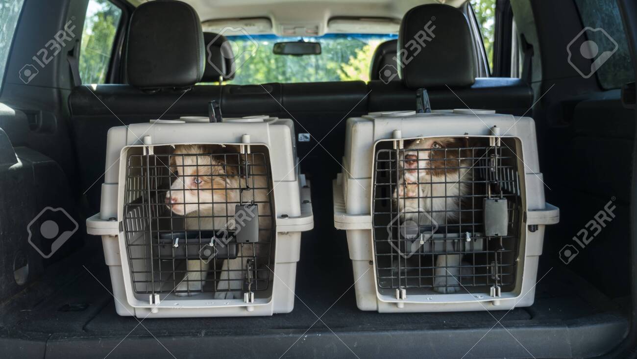pet car cage
