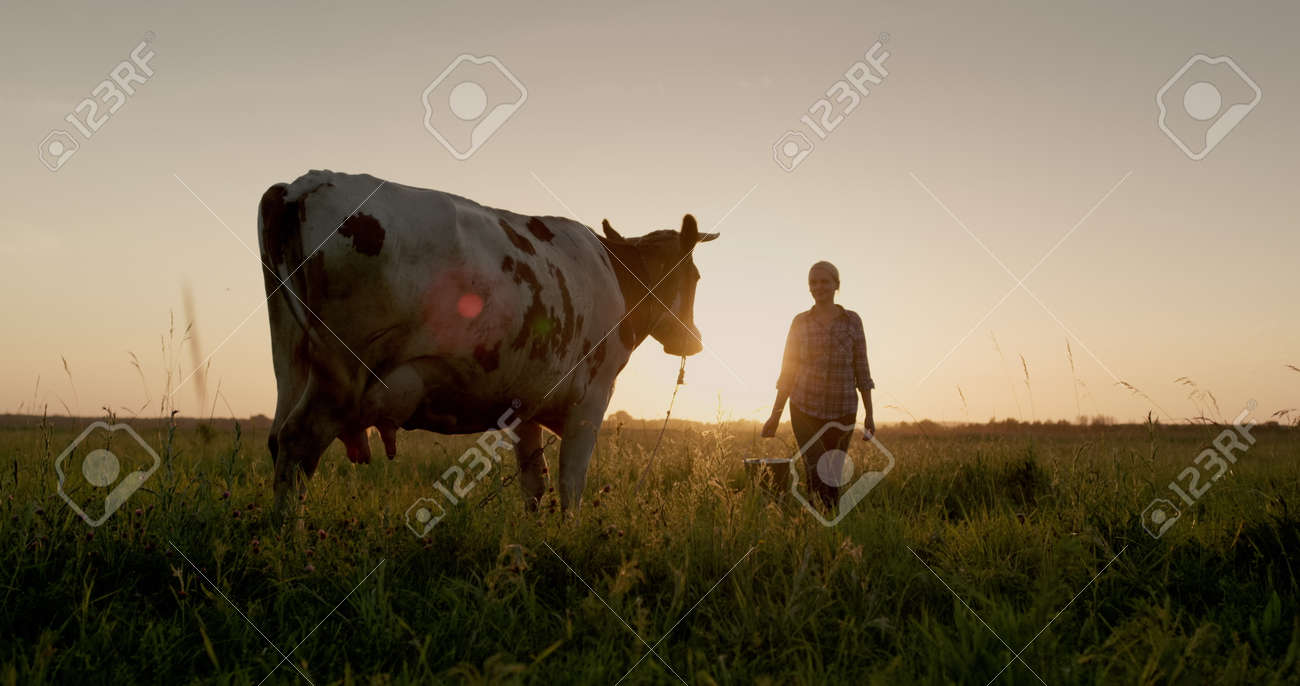 A female farmer walks with a bucket to her cow at sunset. Small agribusiness concept - 170754414 A female farmer walks with a bucket to her cow at sunset. Small agribusiness concept - 170754414