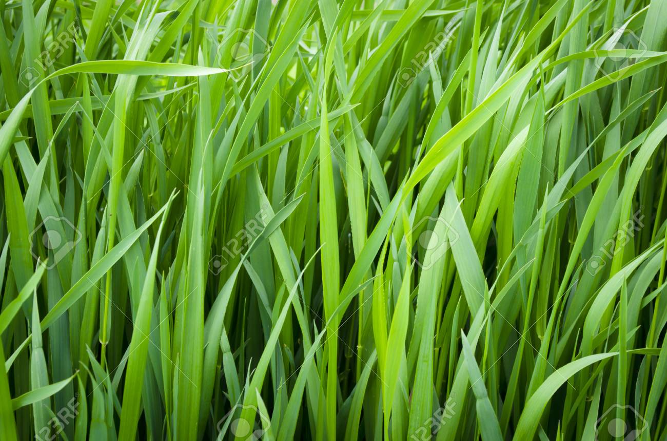 Close Up Of Fresh Thick Grass, Abstract 