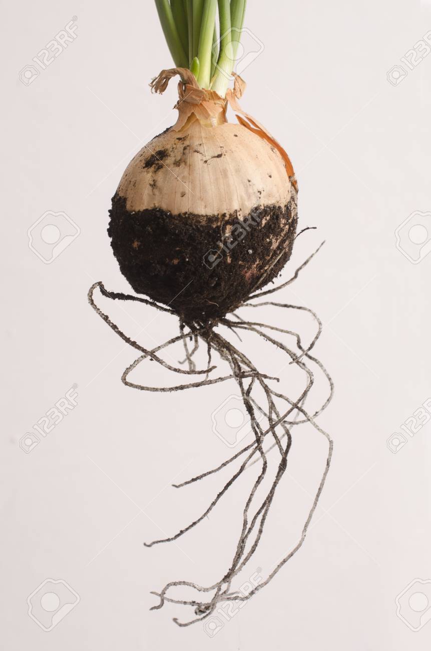 Bulbos De Cebolla Con Raíces Y Brotes Verdes Aislados Fotos Retratos Imágenes Y Fotografía De Archivo Libres De Derecho Image 71471970