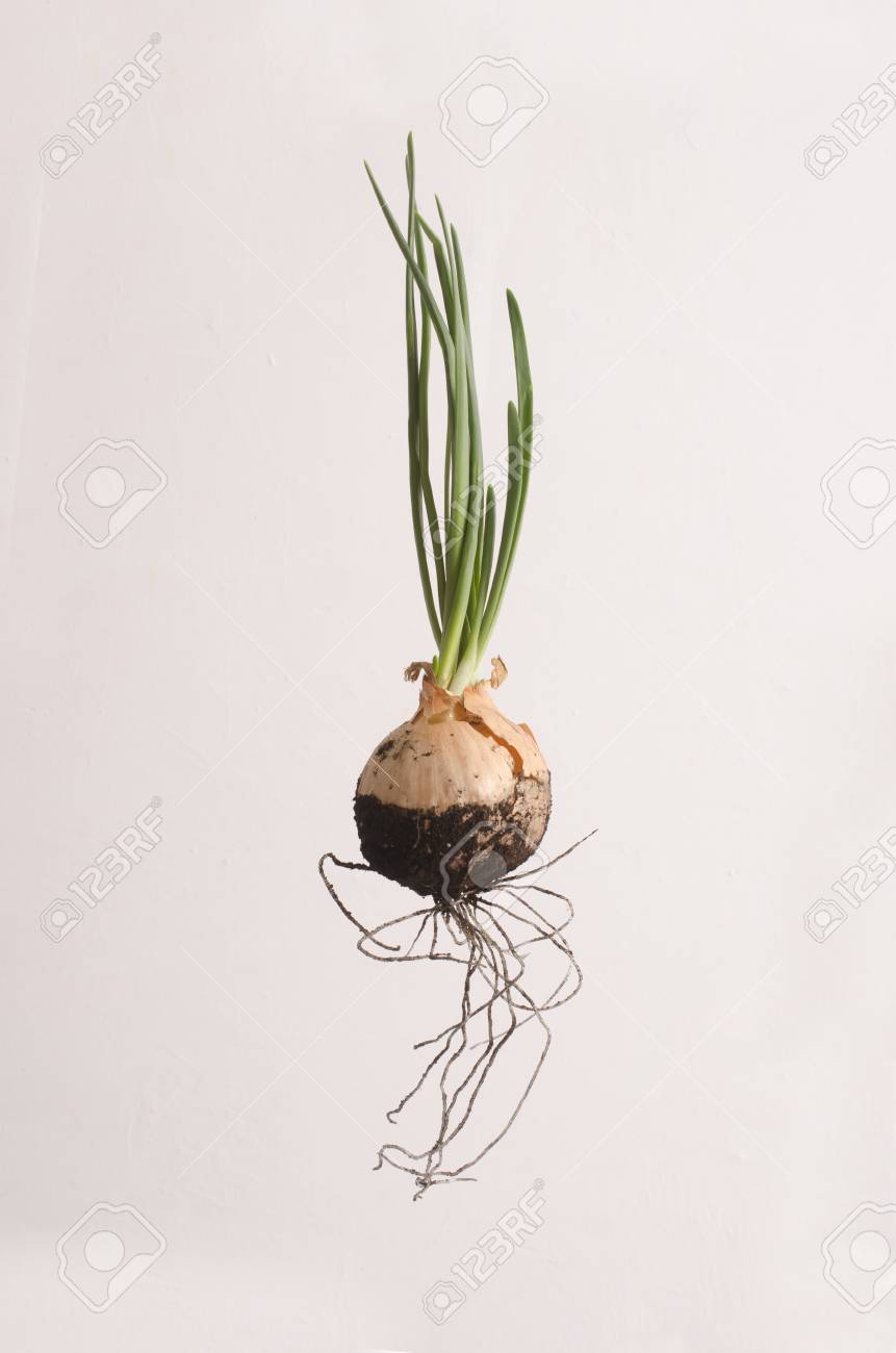 Bulbos De Cebolla Con Raíces Y Brotes Verdes Aislados Fotos Retratos Imágenes Y Fotografía De Archivo Libres De Derecho Image 71408794