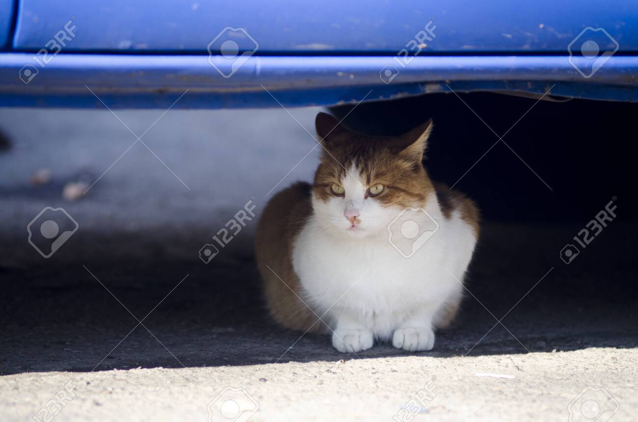 etiam-dictum-ipsum-a-felis