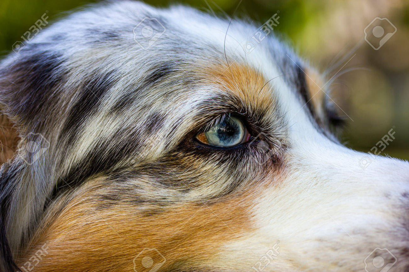 Australian Shepherd Dog Portrait Close Up. Dog Hair Texture. A Focus On The  Dogs Blue Eye. Beautiful Long Haired Tricolor White Gray Brown Dog Canine  Animal. A Dog Faithfully Waiting For His, image size:1300x867