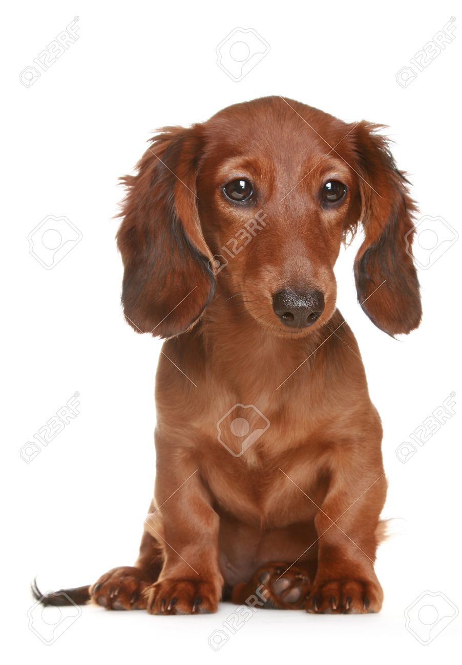 Little Brown Long Haired Dachshund Dog Stock Photo, Picture And Royalty Free Image. Image 8397636. Little Brown Long Haired Dachshund Dog Stock Photo, Picture And Royalty Free Image. Image 8397636.