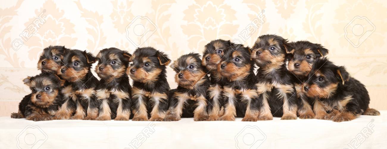 baby silky terrier