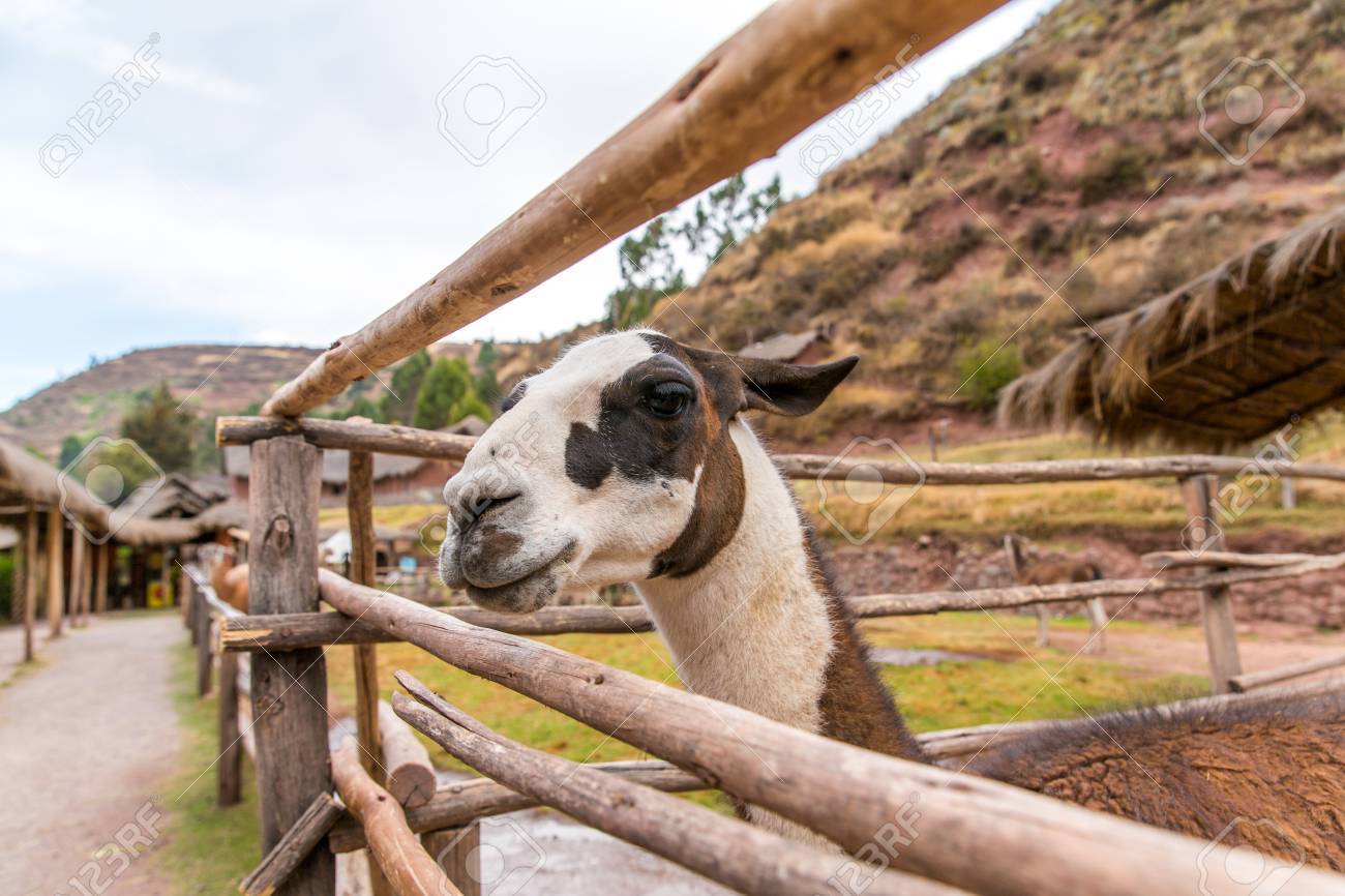ペルーのリャマ ラマ アルパカ ビキューナ ペルー 南アメリカでのファーム アンデス山脈の動物 ラマは南米ラクダ科です の写真素材 画像素材 Image ペルーのリャマ ラマ アルパカ ビキューナ ペルー 南アメリカでのファーム アンデス山脈の動物 ラマは南米ラクダ科です の写真素材 画像素材 Image