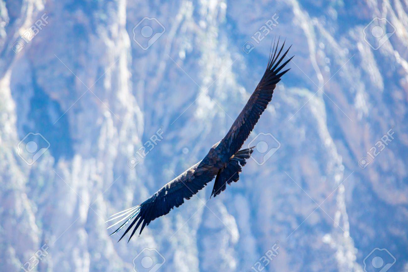 上空コンドル コルカ渓谷 ペルー 南アメリカこれはコンドル最大飛ぶ鳥地球上 の写真素材 画像素材 Image 上空コンドル コルカ渓谷 ペルー 南アメリカこれはコンドル最大飛ぶ鳥地球上 の写真素材 画像素材 Image