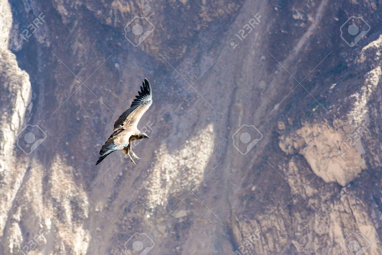 上空コンドル コルカ渓谷 ペルー 南アメリカこれはコンドル最大飛ぶ鳥地球上 の写真素材 画像素材 Image 上空コンドル コルカ渓谷 ペルー 南アメリカこれはコンドル最大飛ぶ鳥地球上 の写真素材 画像素材 Image