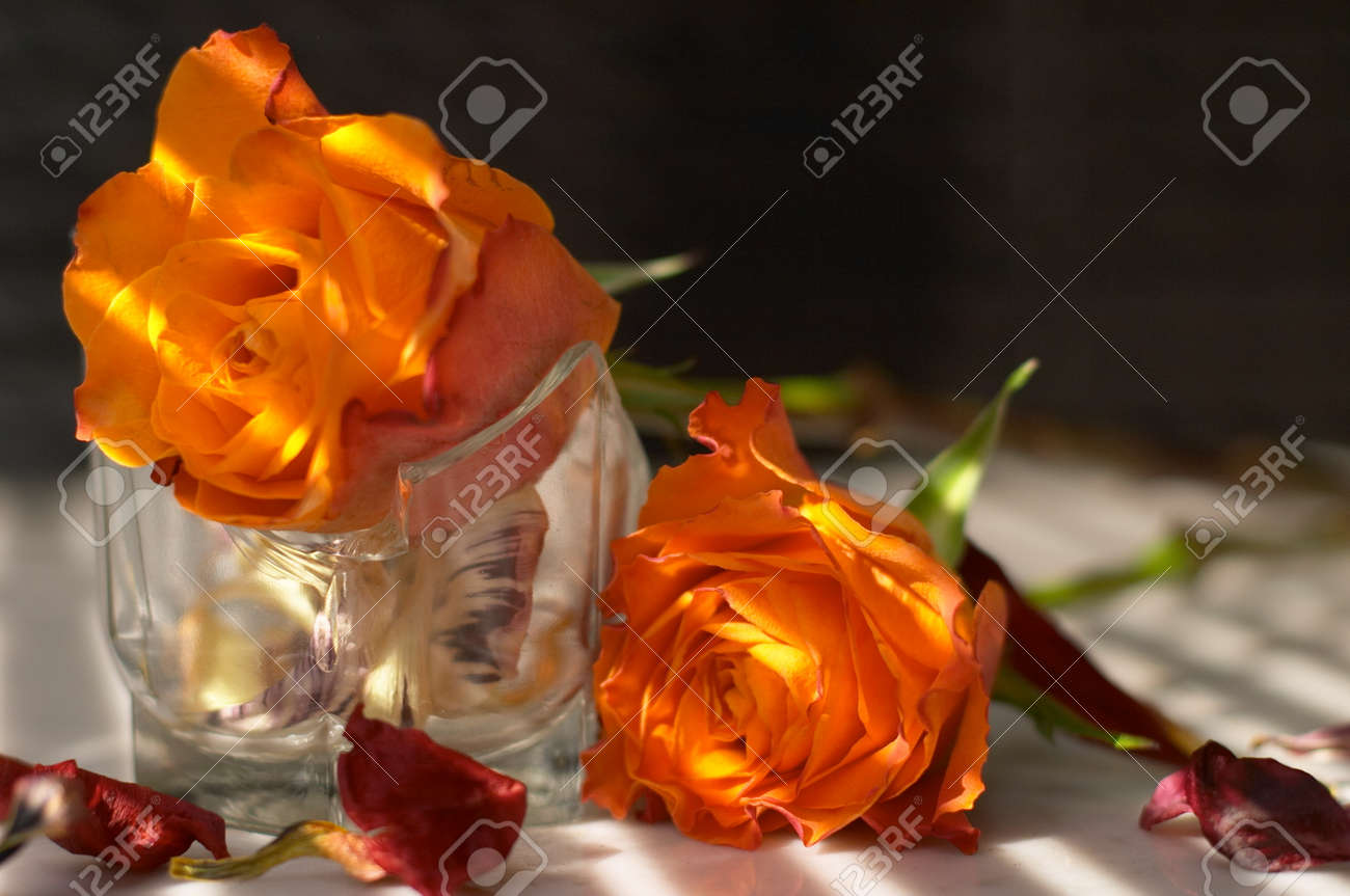 etiam-dictum-ipsum-a-felis