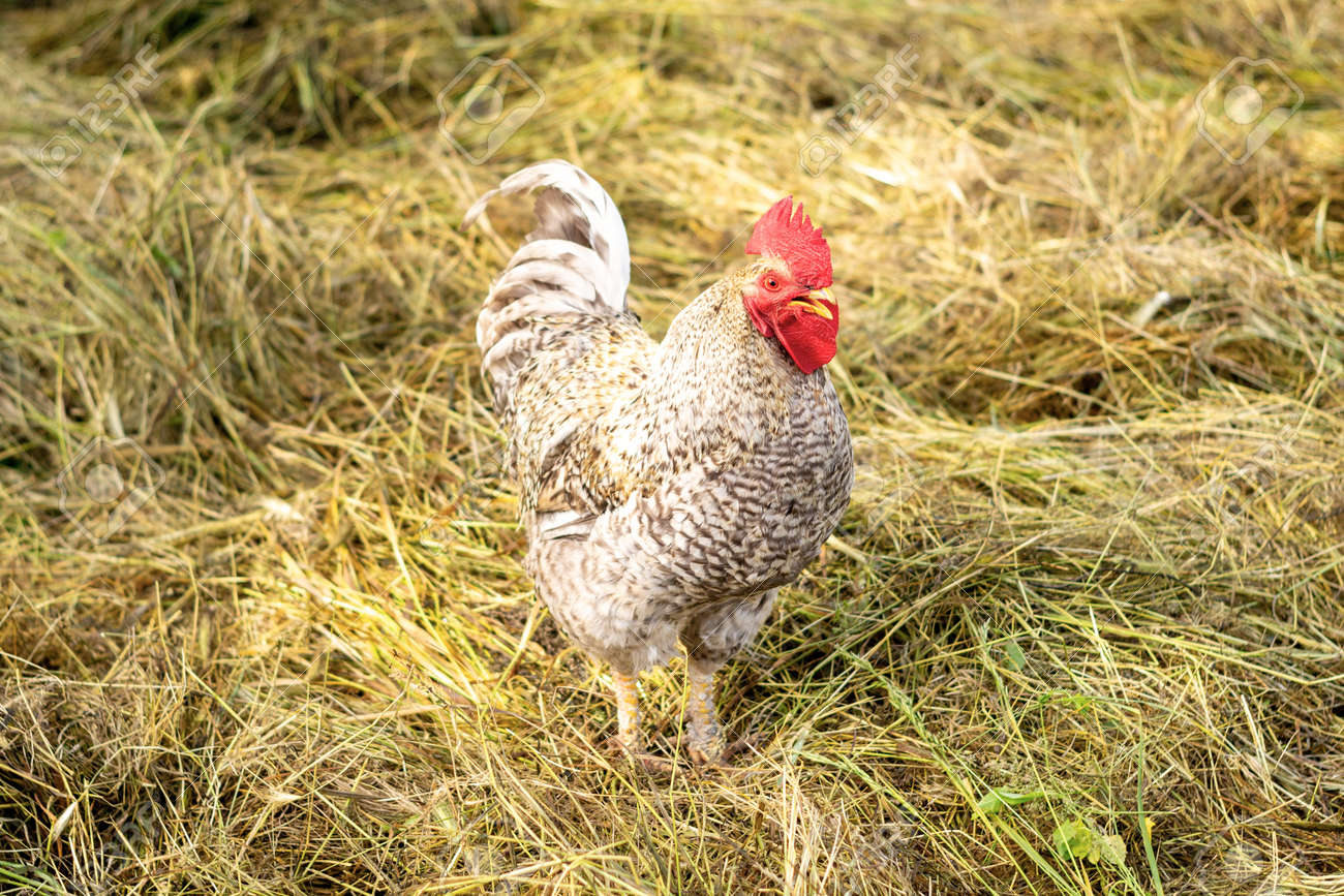 Un Gallo Que Canta Est Parado Entre El Heno. Despertador. P jaro