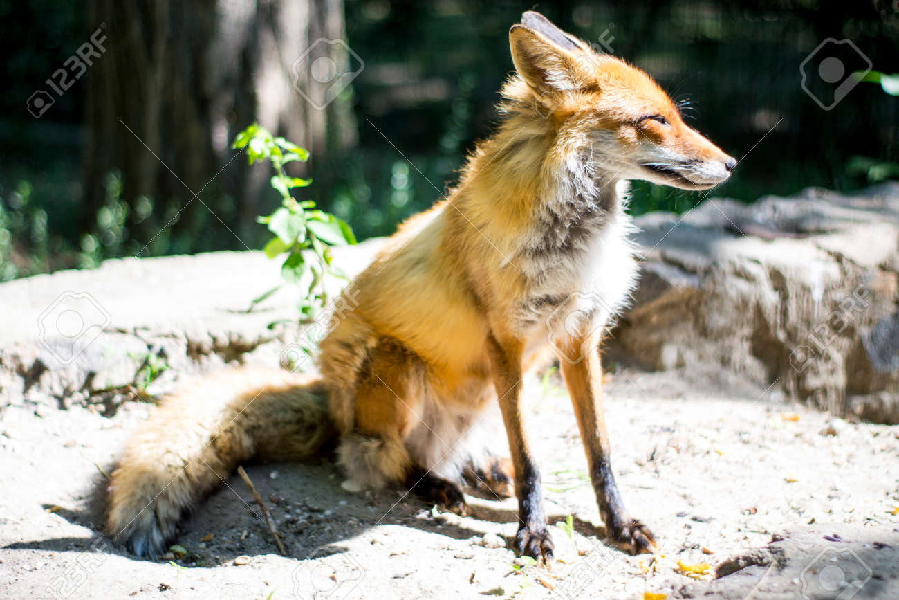 etiam-dictum-ipsum-a-felis