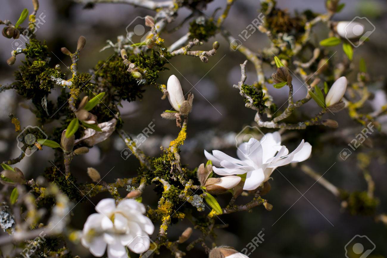 白い花 芽 マグノリア 苔に覆われた 若い緑の葉と枝 の写真素材 画像素材 Image 白い花 芽 マグノリア 苔に覆われた 若い緑の葉と枝 の写真素材 画像素材 Image