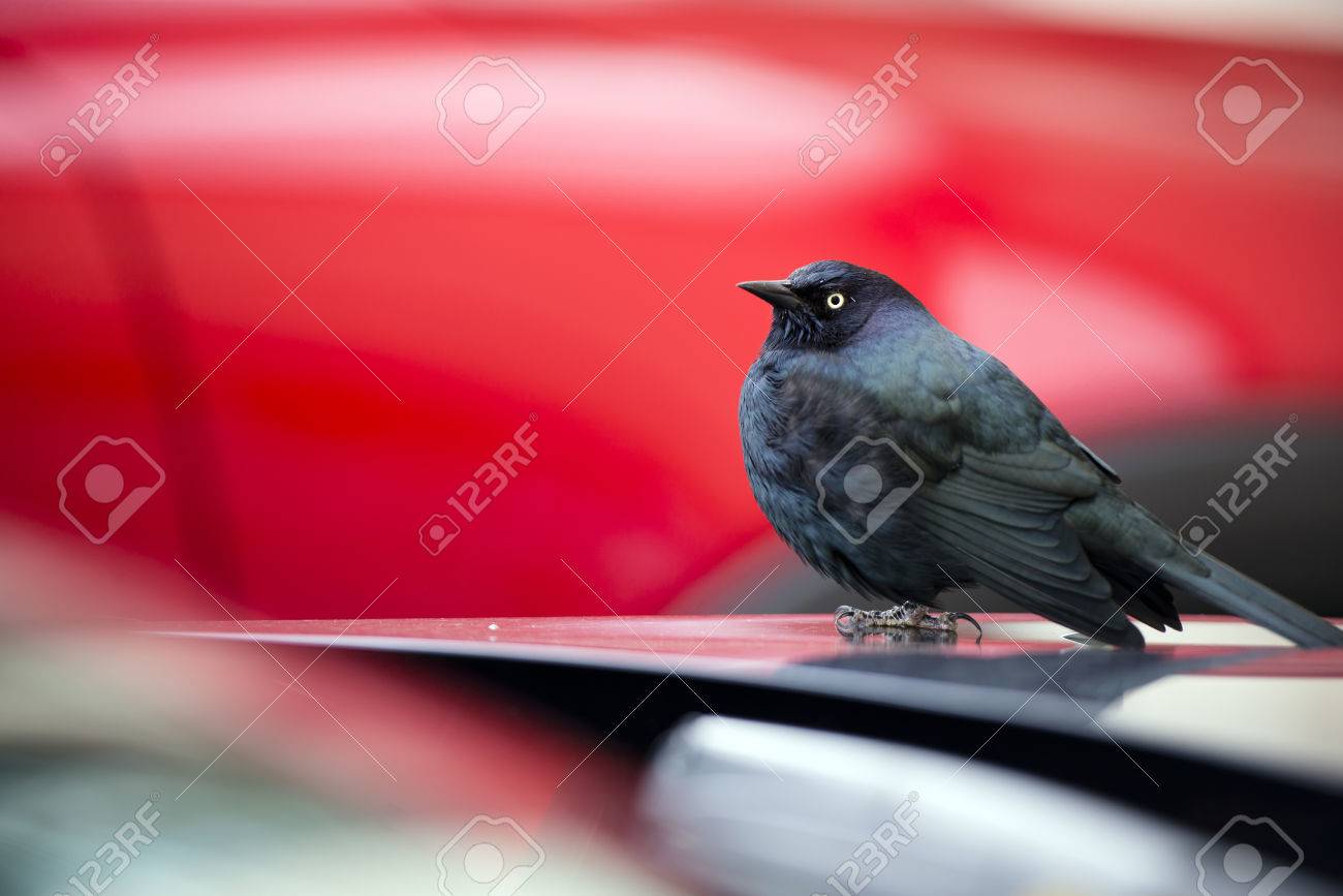Loiseau Peu Effrayé Avec Le Vent Bleu Marine Et Les Plumes Démeraude Sassoit Sur Le Capot De La Voiture Prêt à Tout Moment à Décoller Dès Quil