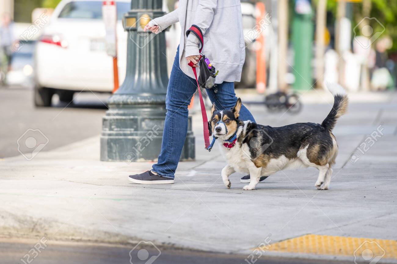 corgi in jeans