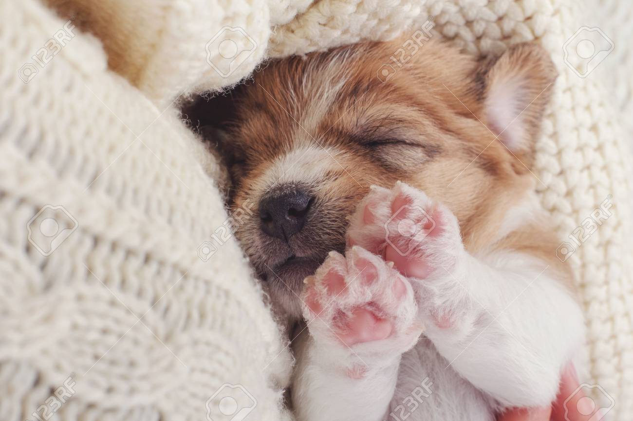 Small Dog Puppy Sleeping Sweet On Cozy Knitted Sweater Human Holding Pet On Hands Animals Care Stock Photo Picture And Royalty Free Image Image 67472968
