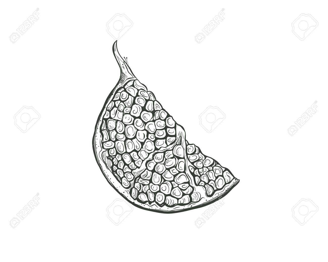 Garnet fruit vector sketch illustration. Sketch Pomegranate fruit cutaway, a piece of pomegranate, isolated engraved sign. - 167184004 Garnet fruit vector sketch illustration. Sketch Pomegranate fruit cutaway, a piece of pomegranate, isolated engraved sign. - 167184004
