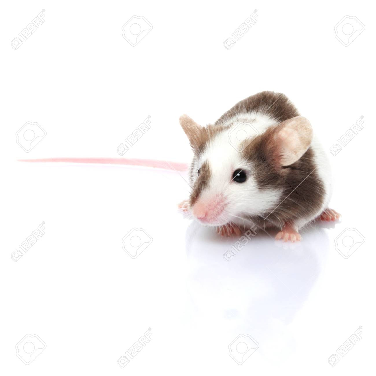 Petite Souris Grise Et Blanche Isolee Sur Fond Blanc Banque D Images Et Photos Libres De Droits Image Petite Souris Grise Et Blanche Isolee Sur Fond Blanc Banque D Images Et Photos Libres De Droits Image