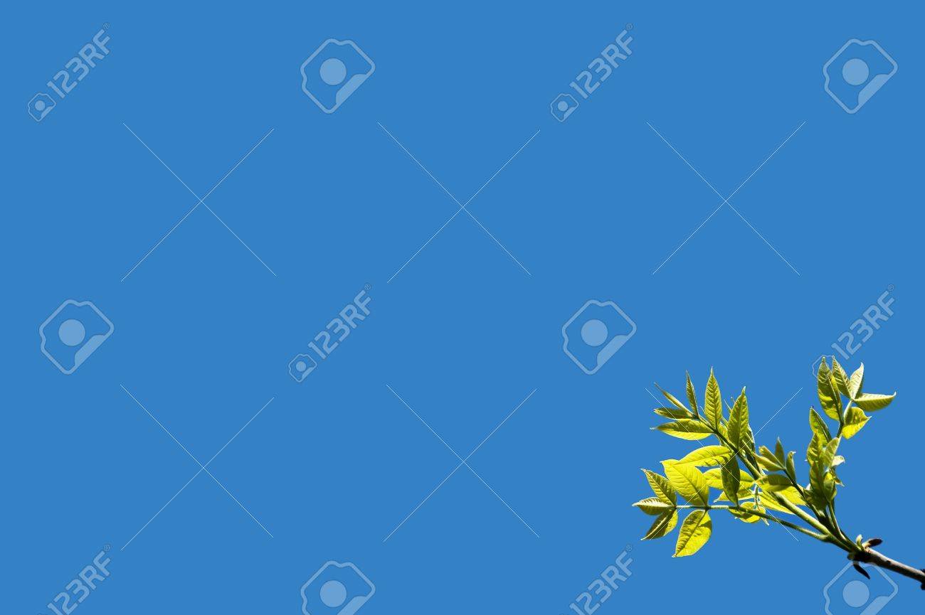 First green leaves on blue sky background. Spring time. - 5426402 First green leaves on blue sky background. Spring time. - 5426402