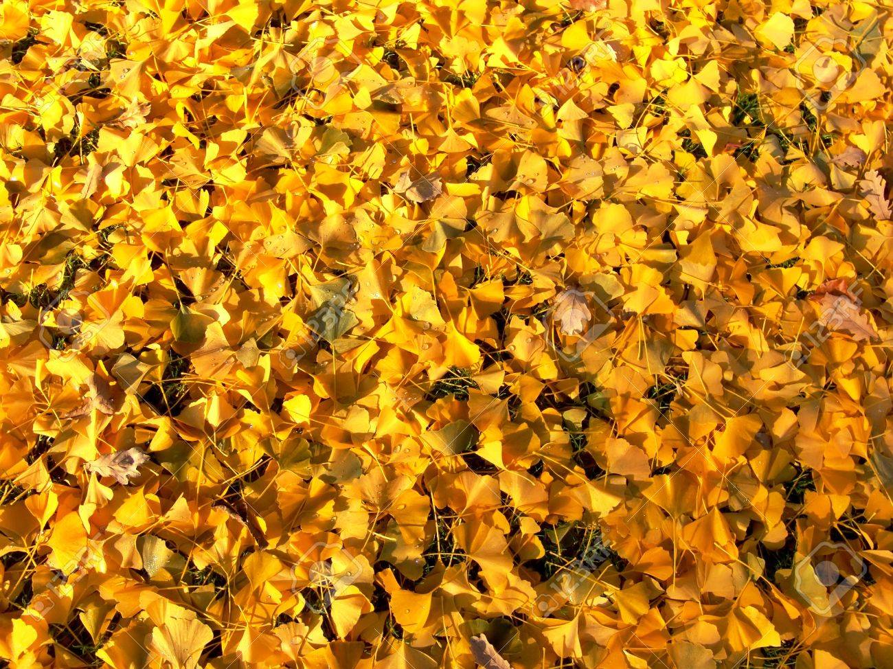 Bright yellow autumn leaves background. Fall time. - 5426249 Bright yellow autumn leaves background. Fall time. - 5426249