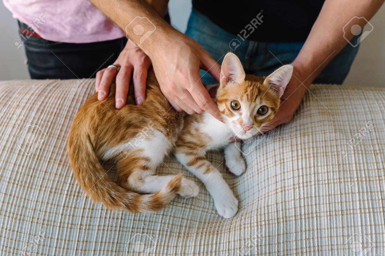 etiam-dictum-ipsum-a-felis