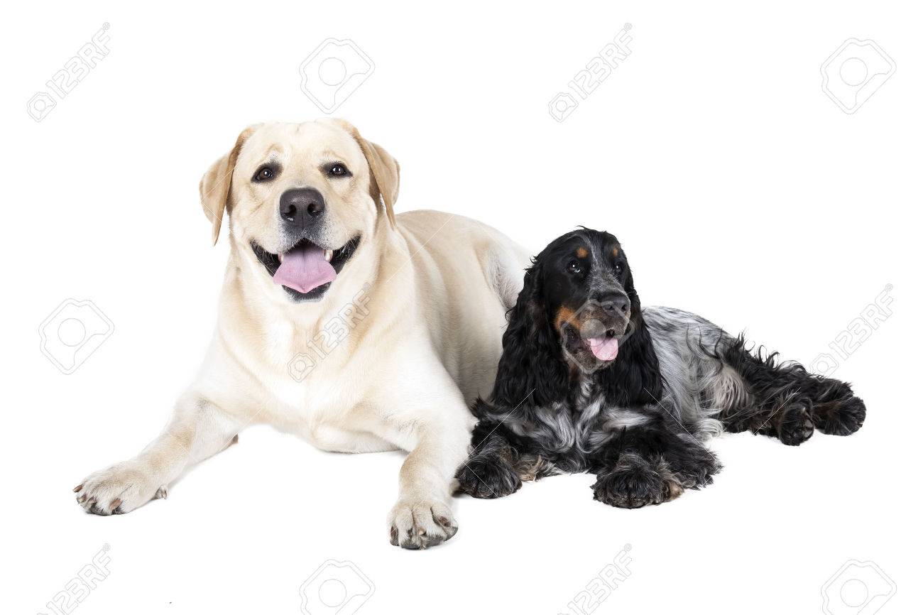 labrador and cocker spaniel