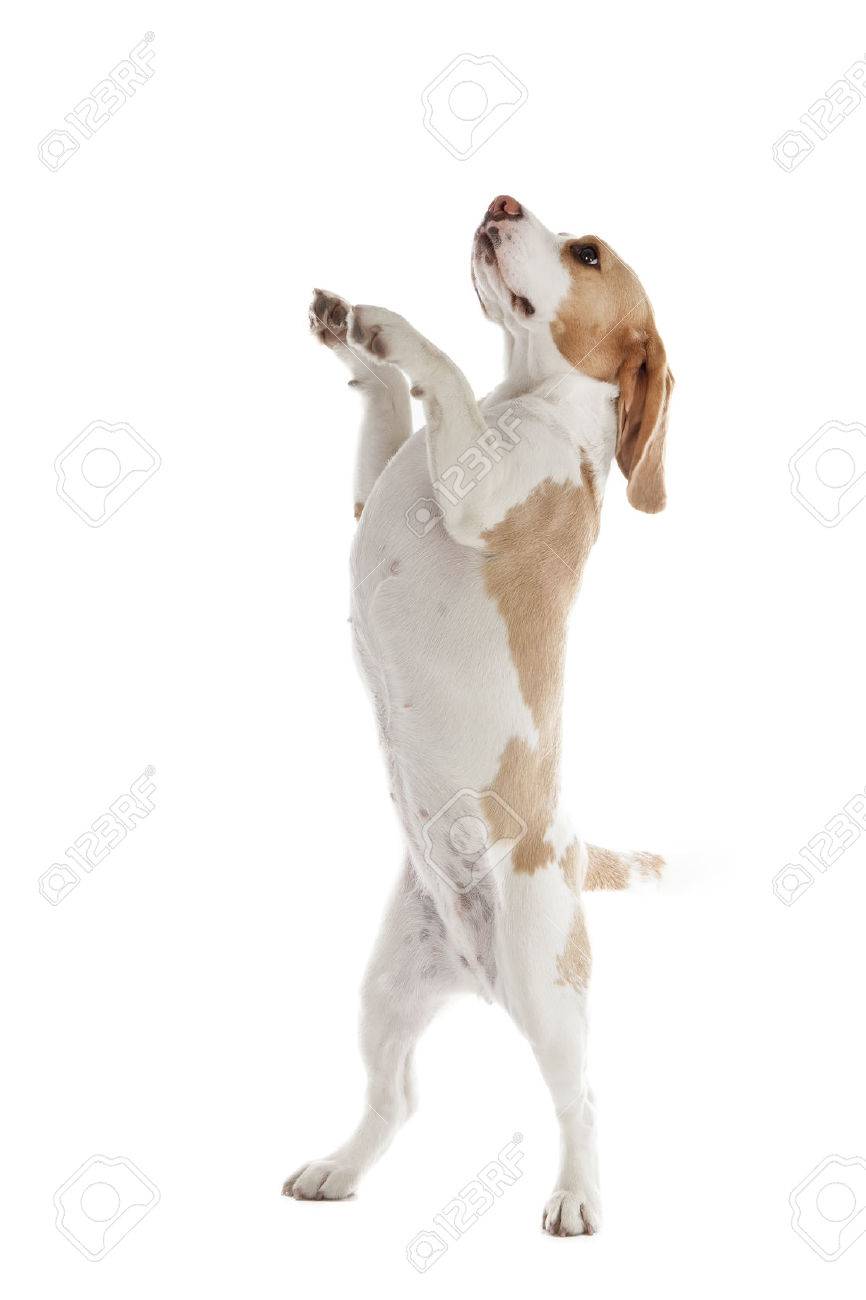 dancing beagle