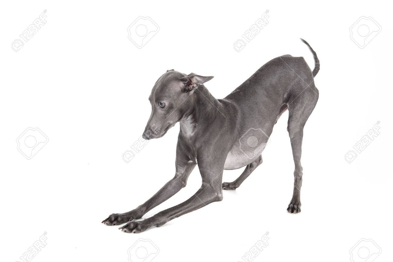スタジオで白地にイタリアン グレーハウンド ブルー色 の写真素材 画像素材 Image