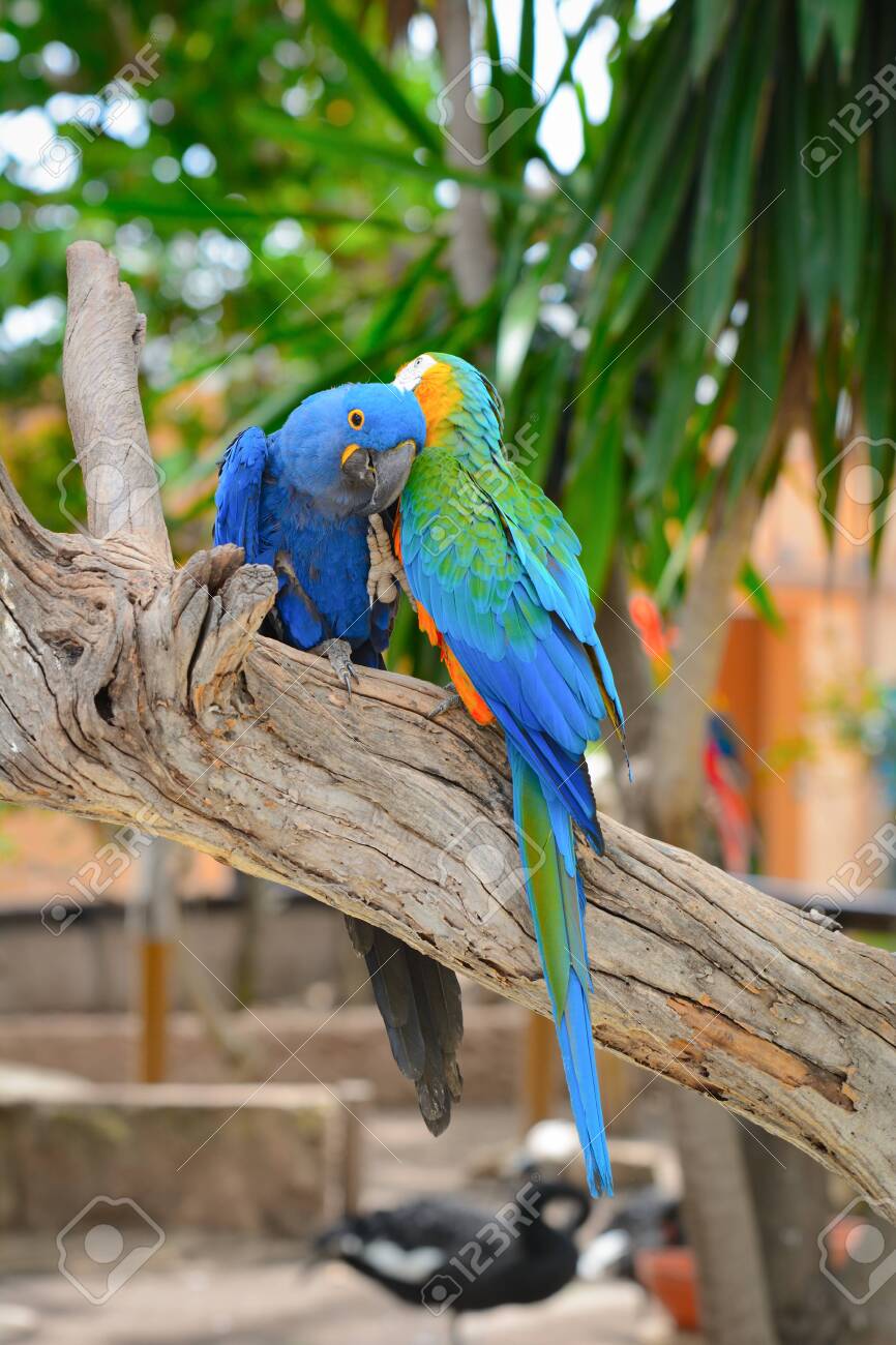 Blue Parrots Colorful Birds Sitting On The Branch Stock Photo Picture And Royalty Free Image Image 128712851