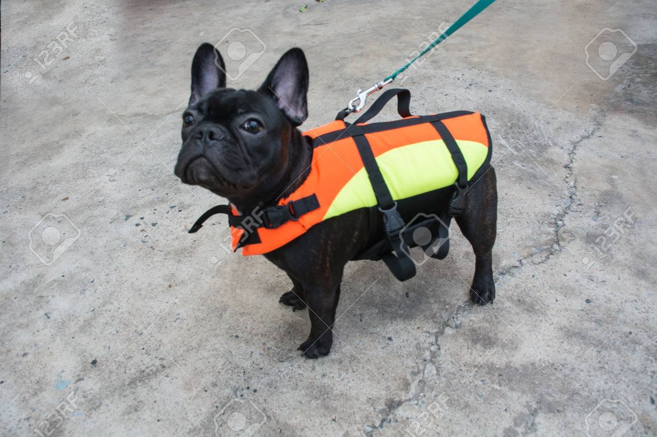 pug life vest