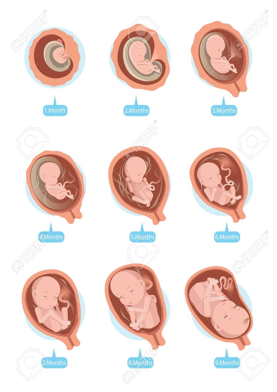 nine months in the womb