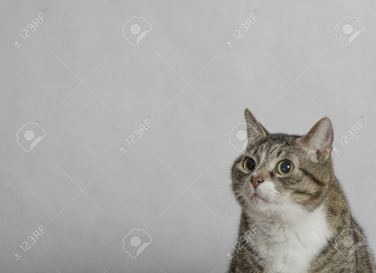 Chat Tigré Gris Et Blanc Avec De Grands Yeux Ronds Se Bouchent