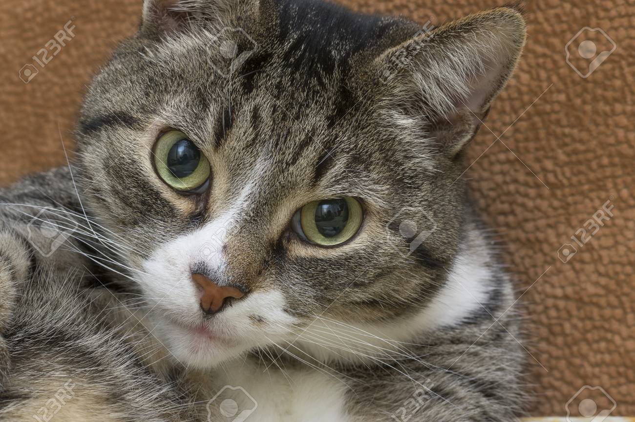 Chat Tigre Gris Et Blanc Banque D Images Et Photos Libres De Droits Image