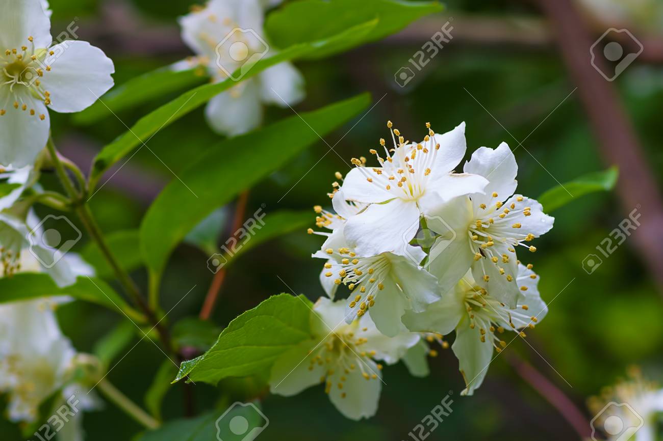 ジャスミン Jasminum オリーブ モクセイ科 の家族から常緑の低木の属であります 緑の葉の背景に白い花 マクロ撮影 の写真素材 画像素材 Image