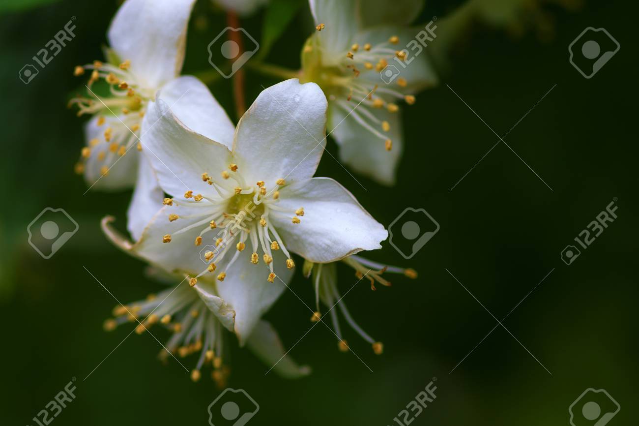 ジャスミン Jasminum オリーブ モクセイ科 の家族から常緑の低木の属であります 緑の葉の背景に白い花 マクロ撮影 の写真素材 画像素材 Image