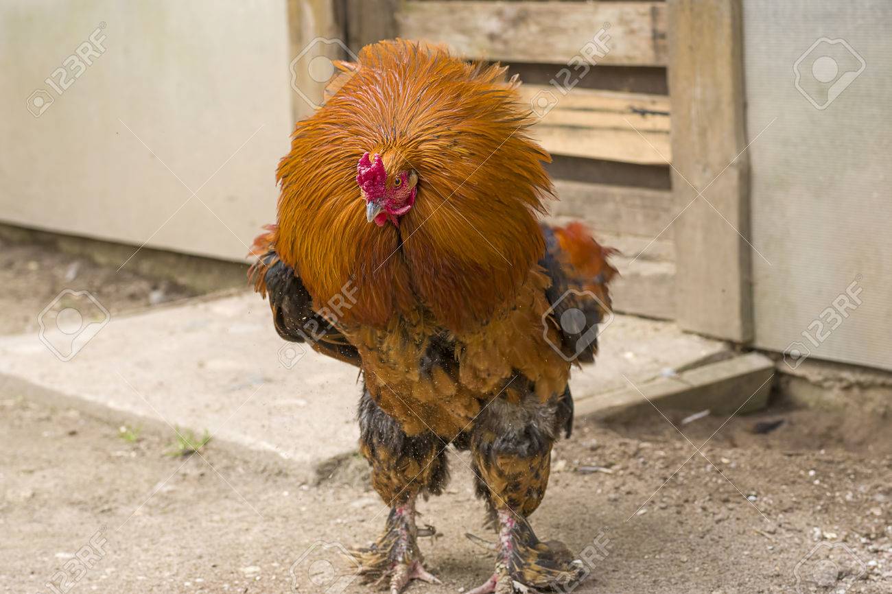 Grande cazzo gallina