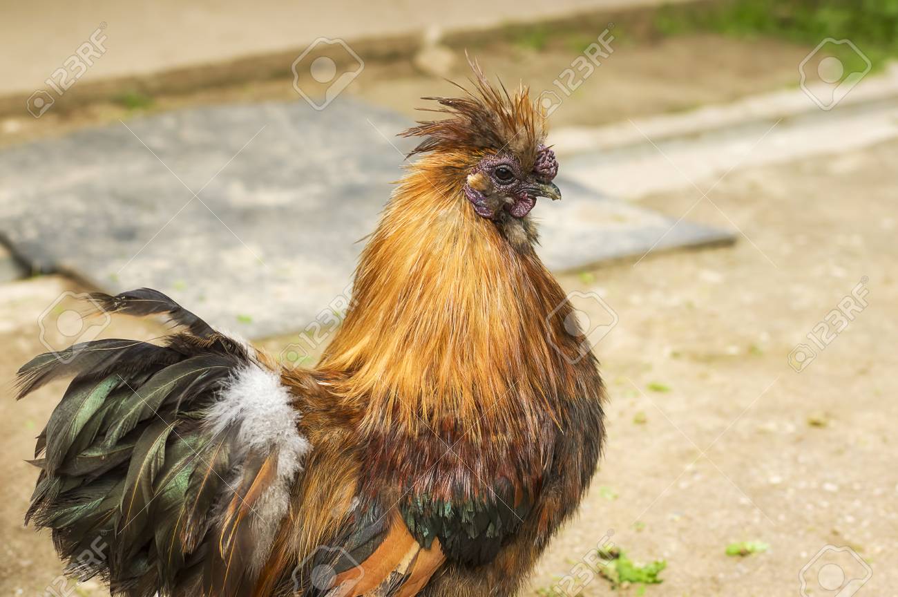 grande cazzo cazzo da vicinoebano lesbiche leccare micio