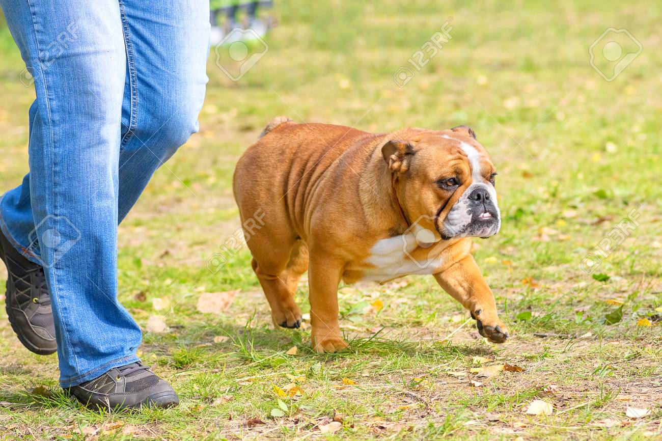 English Bulldog Is A Short Haired Breed Of Mastiff Type Dogs