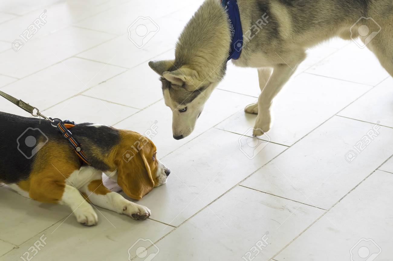 会議で 2 匹の犬のにおいを嗅ぐお互いのクローズ アップ コンセプト かわいい 家庭 友人 愛 愛情 優しさ ケア テキストの下のスペース 東部のカレンダーにおける犬の 18 年 の写真素材 画像素材 Image 会議で 2 匹の犬のにおいを嗅ぐお互いのクローズ アップ コンセプト かわいい 家庭 友人 愛 愛情 優しさ ケア テキストの下のスペース 東部のカレンダーにおける犬の 18 年 の写真素材 画像素材 Image
