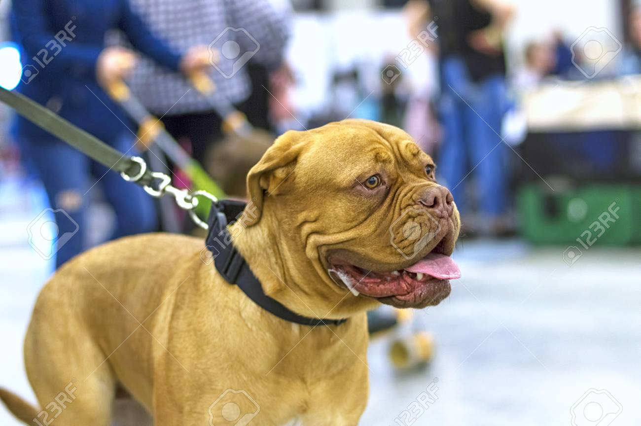 English Bulldog Is A Short Haired Breed Of Mastiff Type Dogs