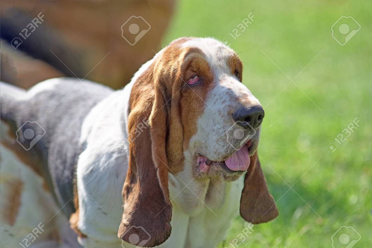 small bloodhound