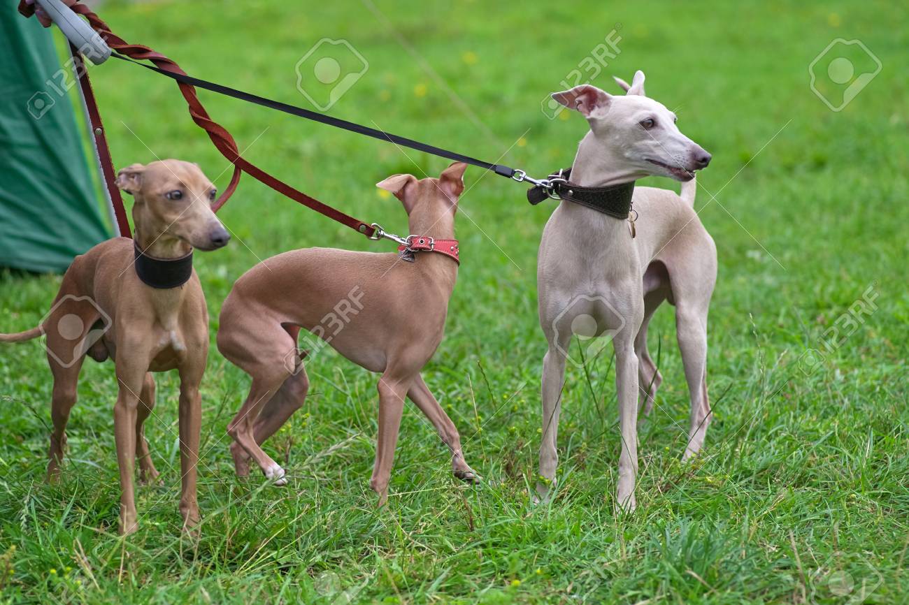 small greyhound type dog