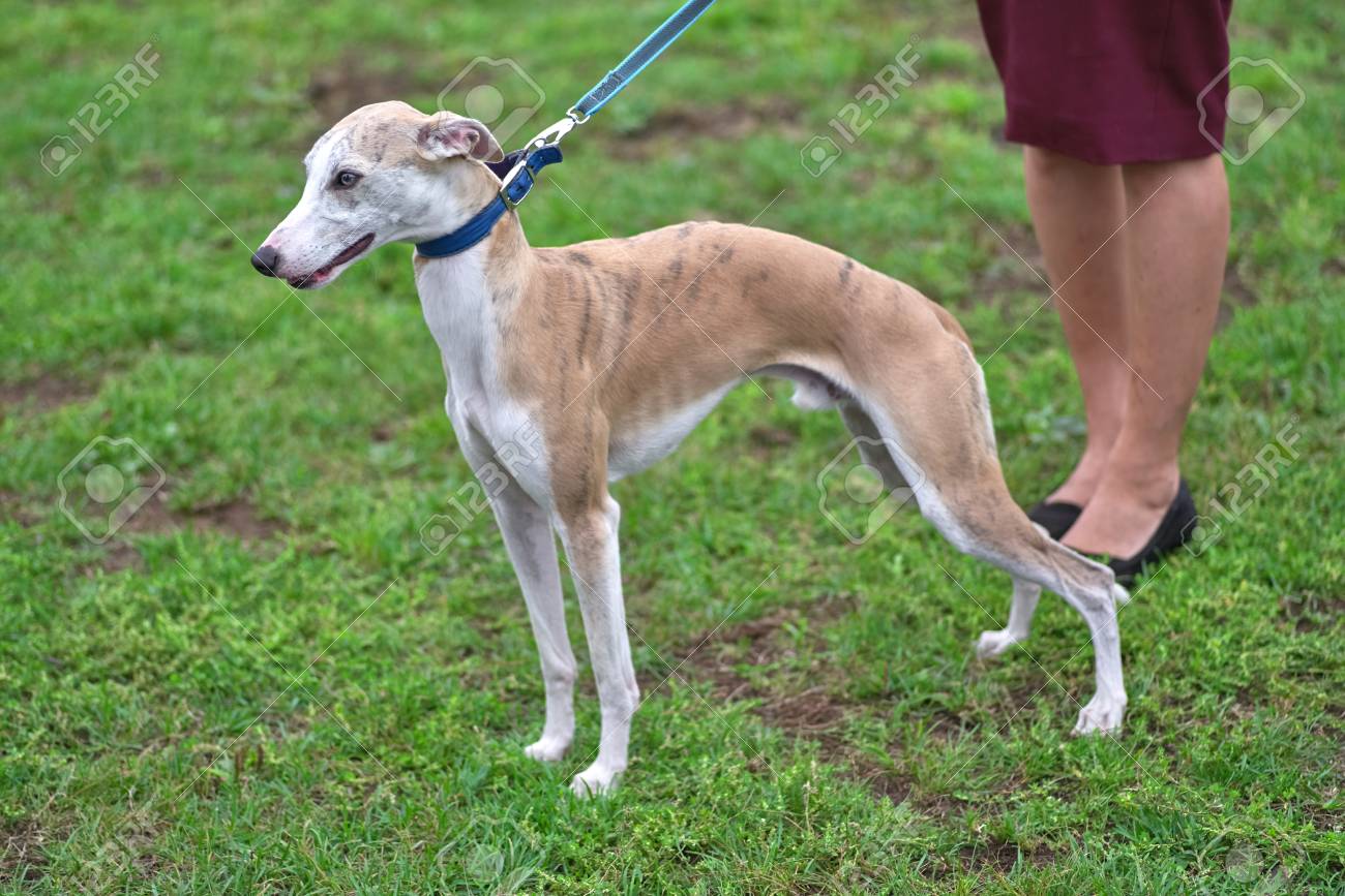 a small greyhound