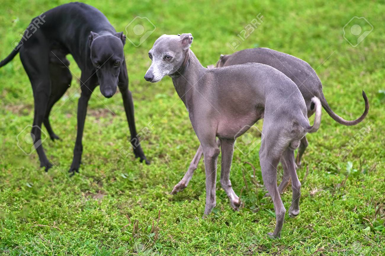 a small greyhound