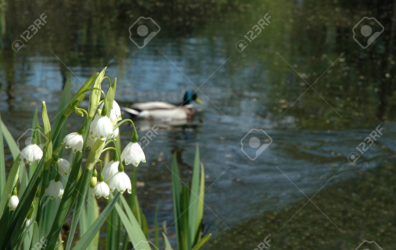 Flowers of a lily of the valley on the bank of lake - 52562729 Flowers of a lily of the valley on the bank of lake - 52562729