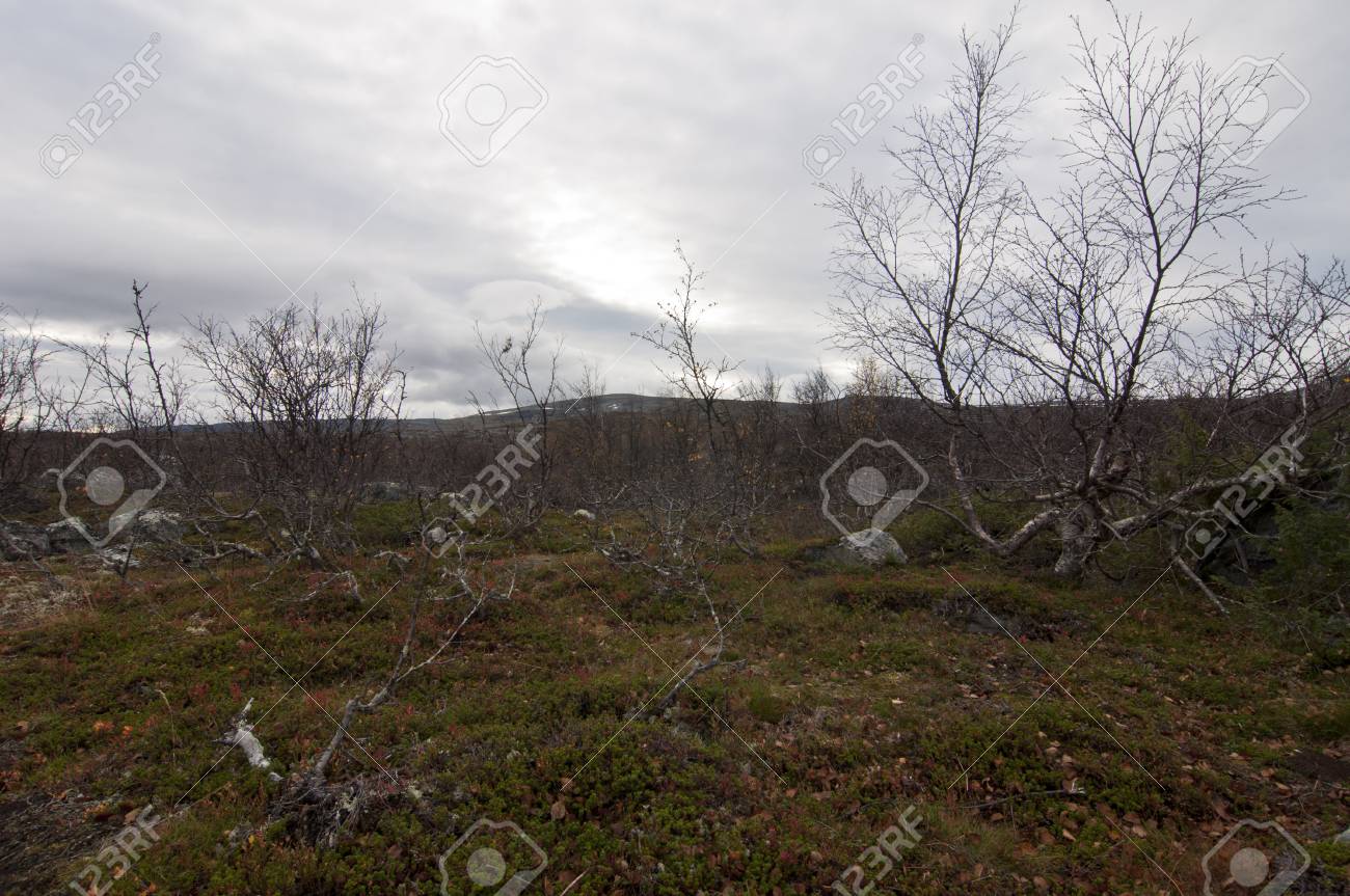 Immagini Stock Tundra E Tipo Di Bioma In Cui La Crescita Degli Alberi E Ostacolato Da Basse Temperature E Brevi Stagioni Di Crescita Tundra Artica Si Verifica Nel Lontano Emisfero Settentrionale