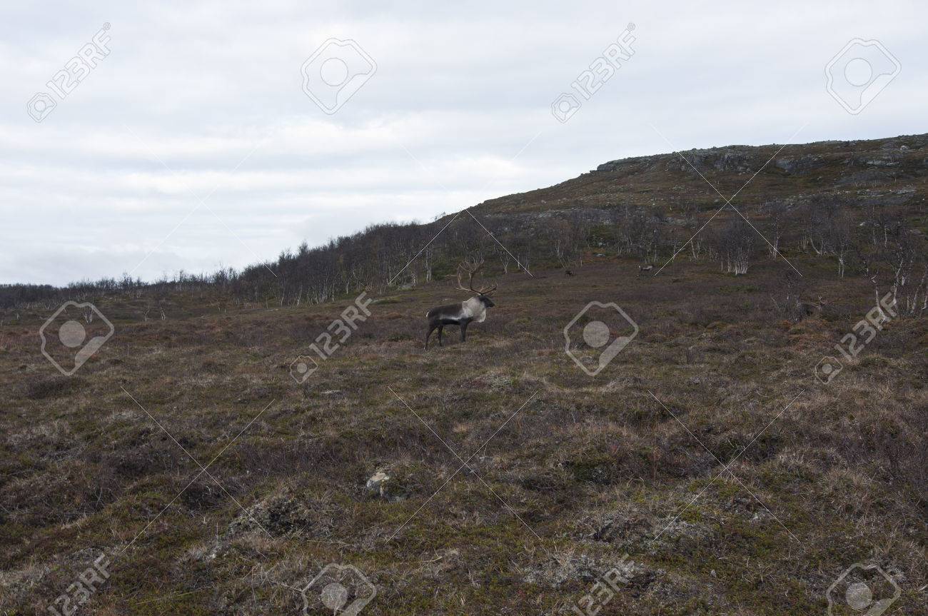 ツンドラは 低温によって妨げと短い季節成長の木の成長のバイオームのタイプです 北極ツンドラは たいが帯北 これまで北半球で発生します の写真素材 画像素材 Image