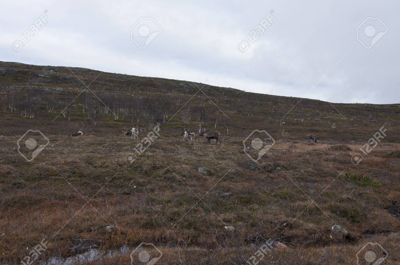 Immagini Stock Tundra E Tipo Di Bioma In Cui La Crescita Degli Alberi E Ostacolato Da Basse Temperature E Brevi Stagioni Di Crescita Tundra Artica Si Verifica Nel Lontano Emisfero Settentrionale