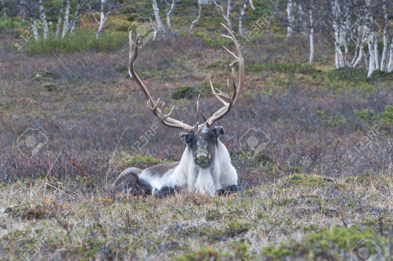 北欧のトナカイ フィンランドの森のトナカイは 北ヨーロッパのスカンジナビア半島の唯一の 2 つのエリアの野生で発見されます の写真素材 画像素材 Image