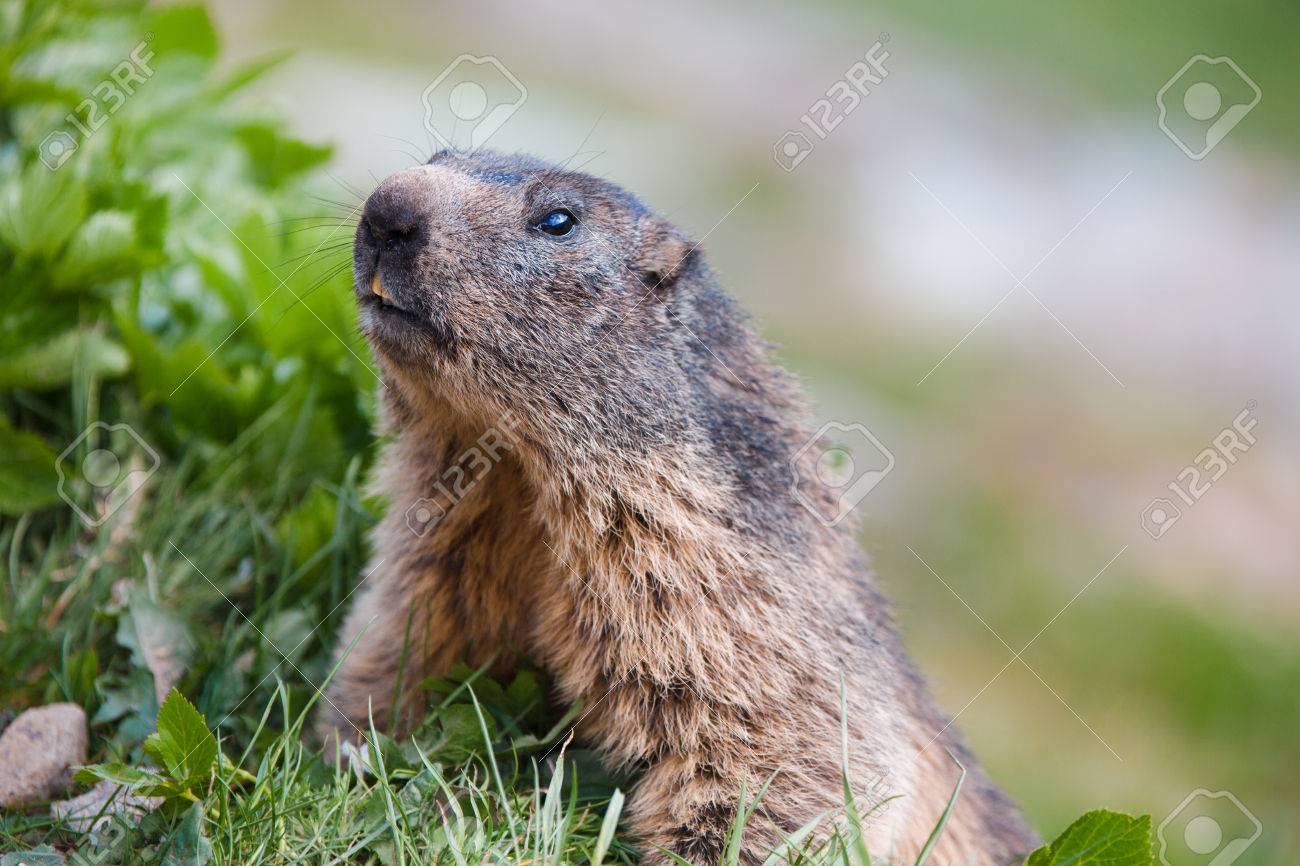 Detail Of Marmotte In Grass Switzerland Alps Stock Photo Picture And Royalty Free Image Image