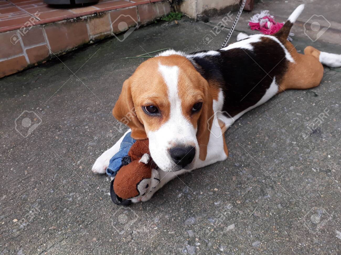 white and black beagle